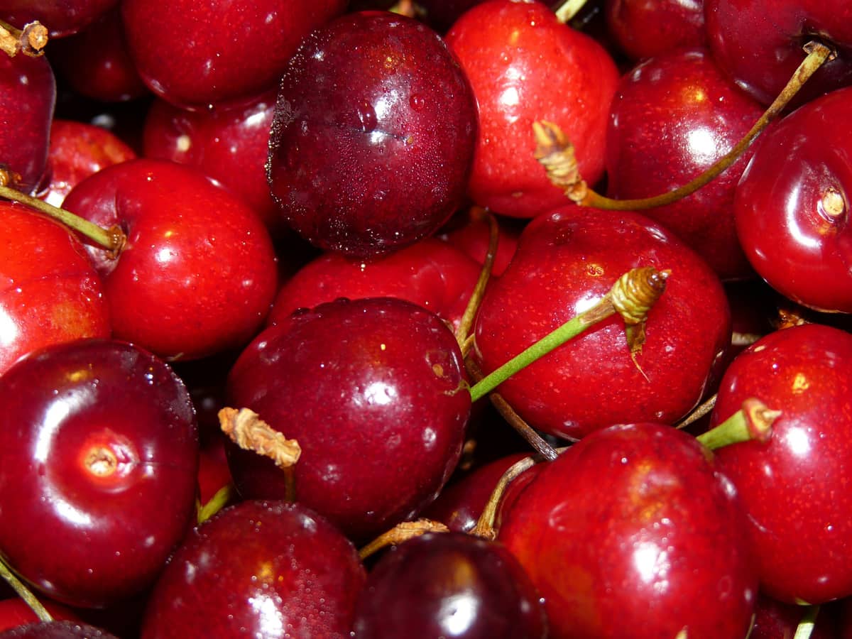 Chile es el mayor exportador de cerezas del mundo: 60% del comercio global