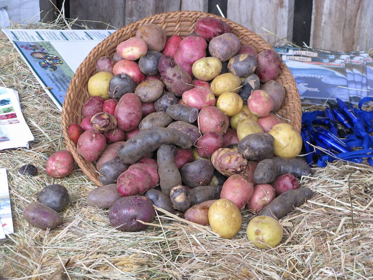 Más del 99% de las papas modernas desciende de las chilenas: el linaje que Chiloé sigue cultivando