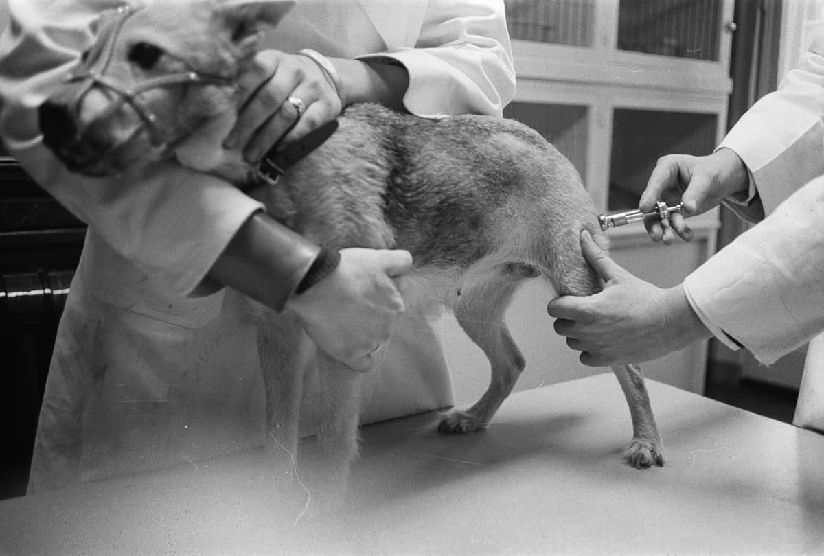 Chile, tercer país del mundo que eliminó la rabia de perros a humanos, validado por la OMS