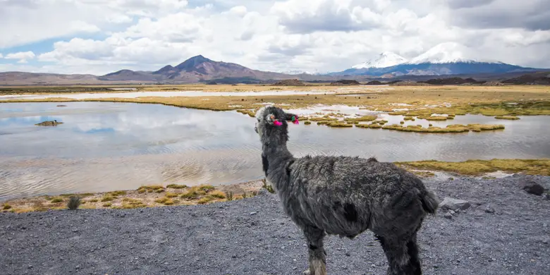 Bofedales y cumbres nevadas junto al lago Chungará en la puna de Arica y Parinacota
