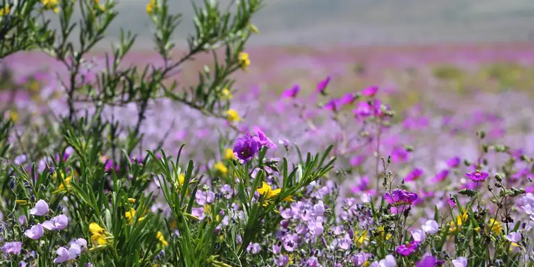 Manto de flores del desierto florido en el Parque Nacional Llanos de Challe, Región de Atacama