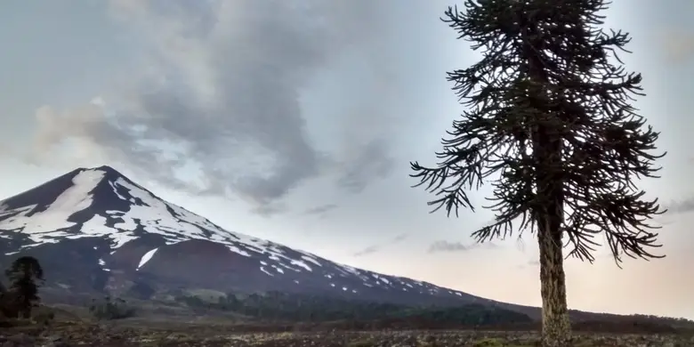 Araucaria en primer plano con el volcán Llaima nevado al fondo, La Araucanía
