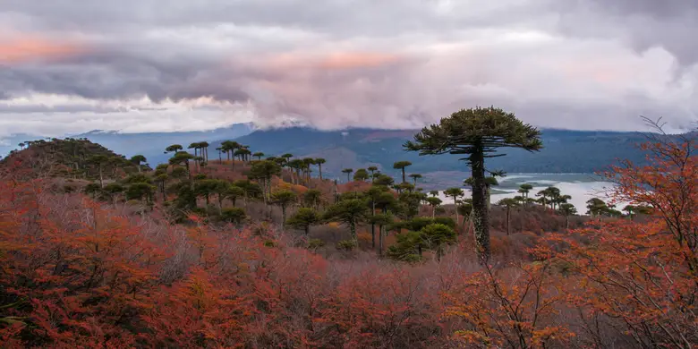 Bosque nativo teñido de rojo en otoño entre araucarias, La Araucanía