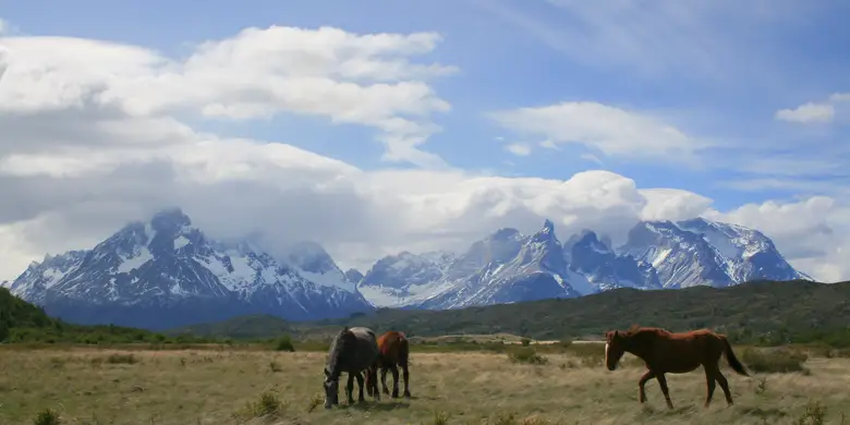 Caballos en la estepa frente a los Cuernos del Paine, Magallanes